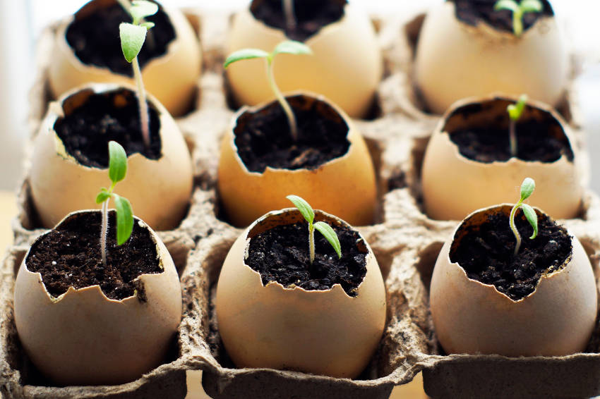 Seedlings in EggShells